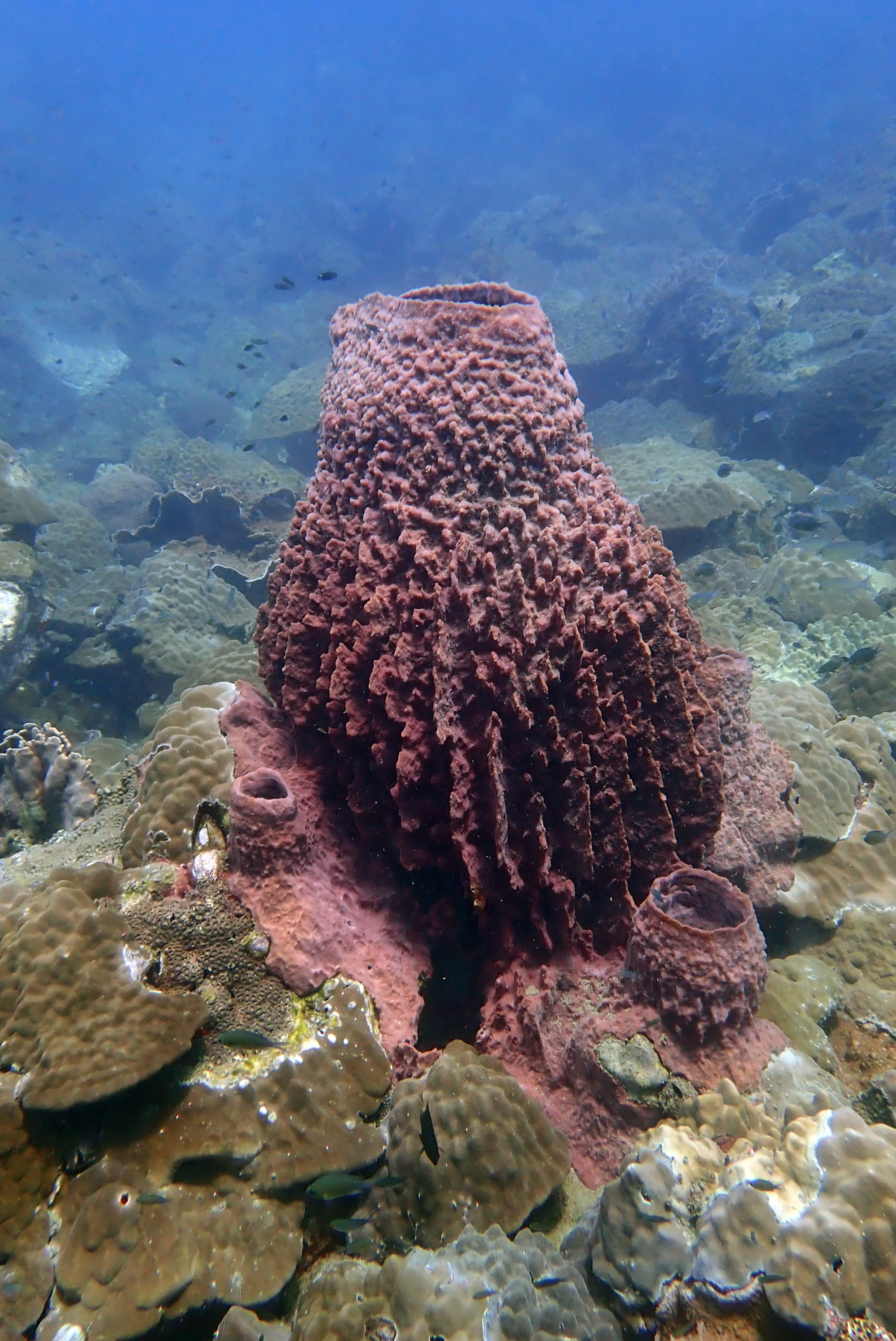 Ko Rang Pinnicle Dive Site, Таиланд