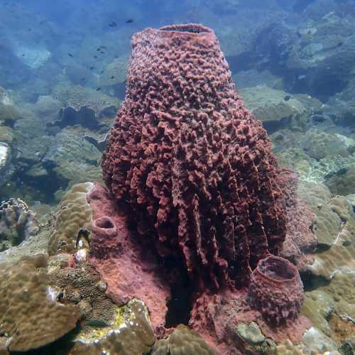 Ko Rang Pinnicle Dive Site, Таиланд