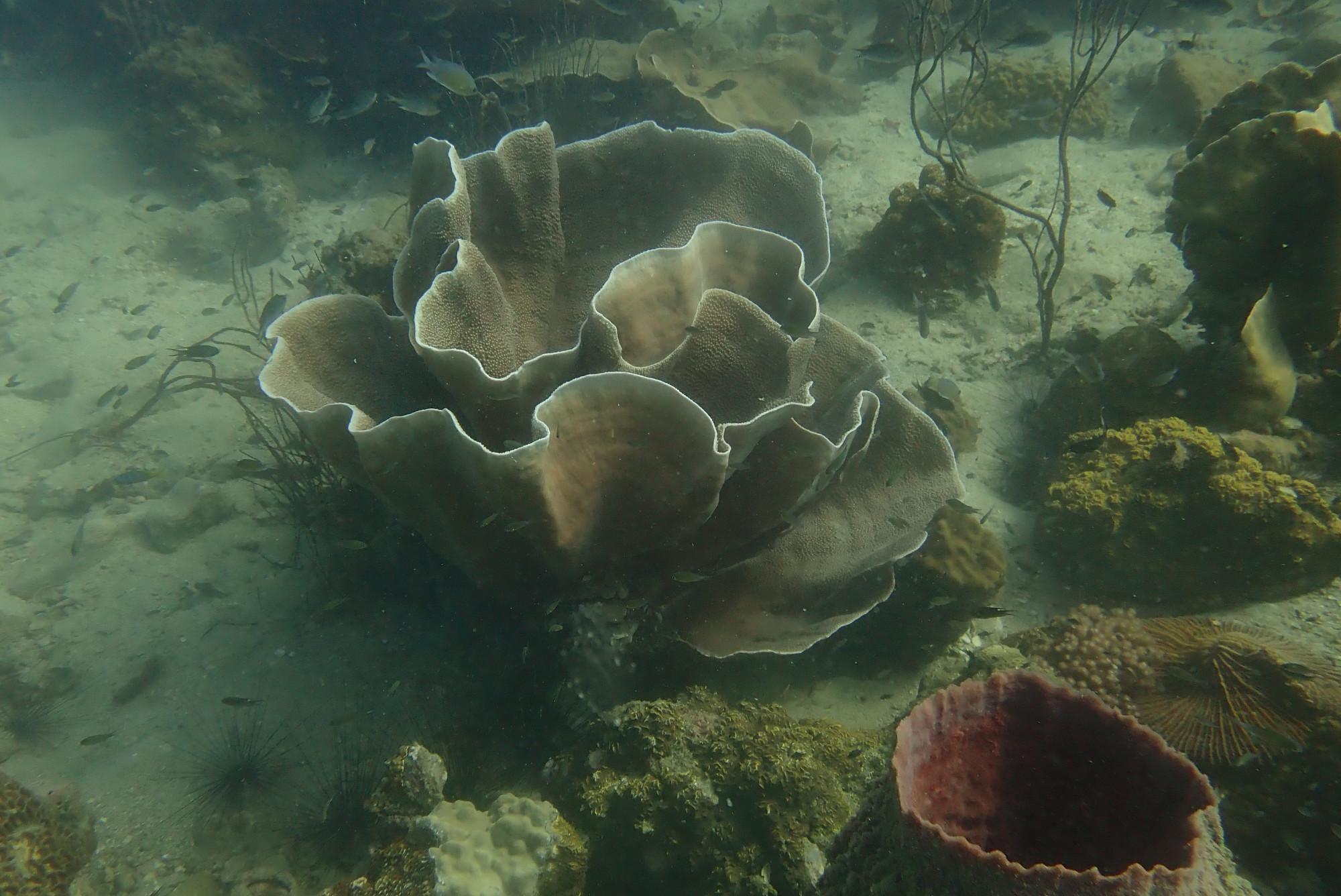 Three Finger Reef (Hin Kuak Ma), Таиланд