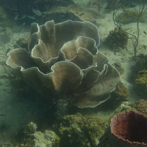 Three Finger Reef (Hin Kuak Ma)