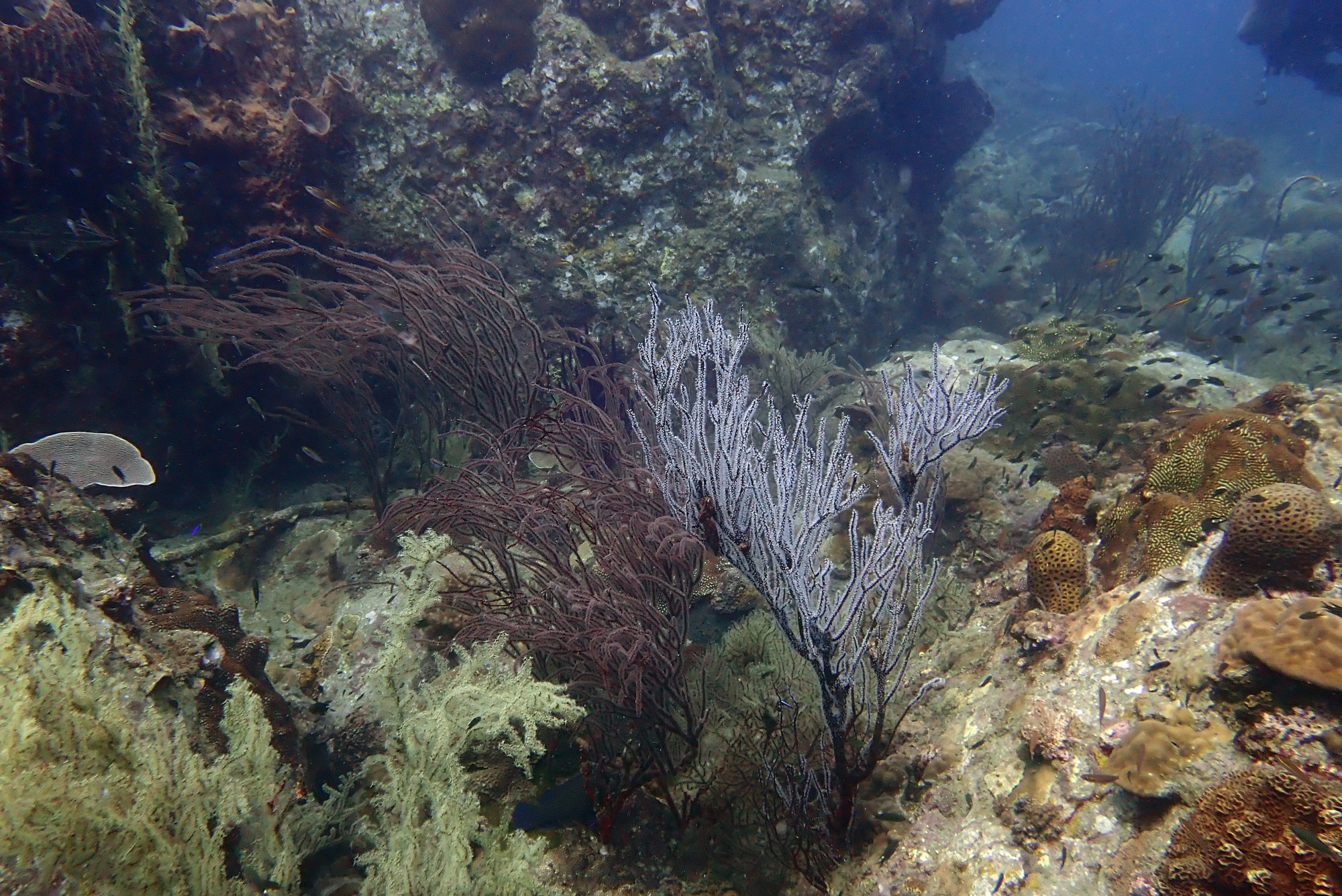 Ko Rang Pinnicle Dive Site, Таиланд