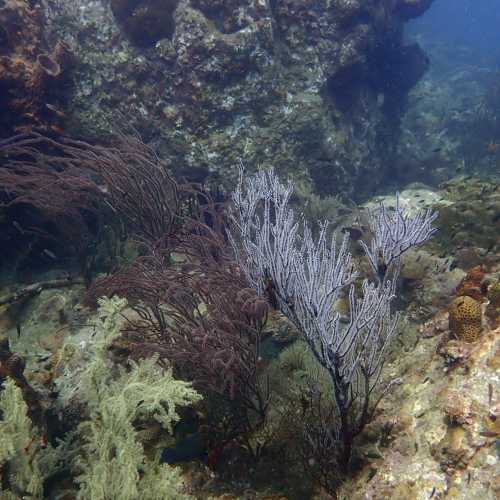 Ko Rang Pinnicle Dive Site, Thailand