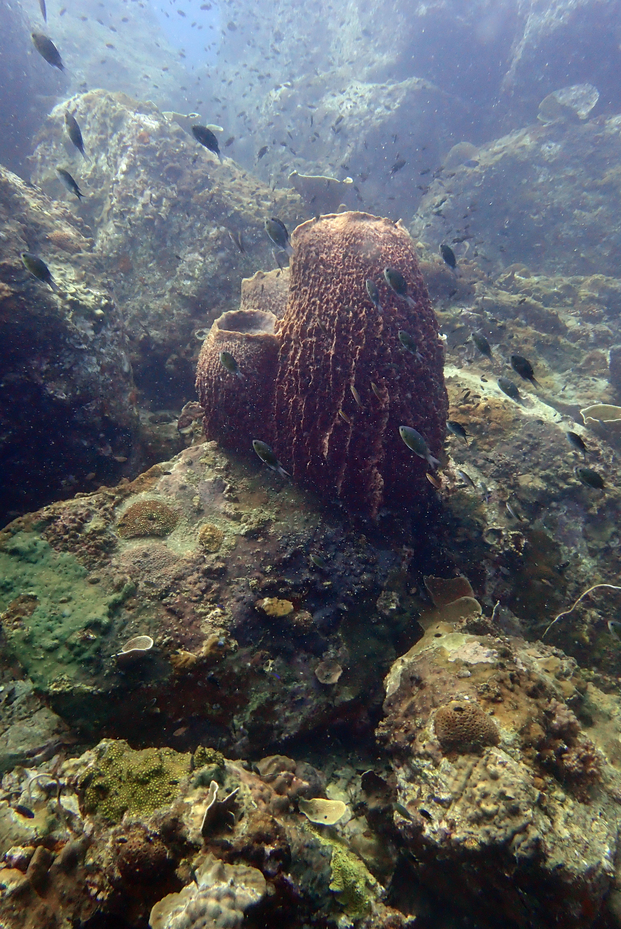 Ko Rang Pinnicle Dive Site, Таиланд