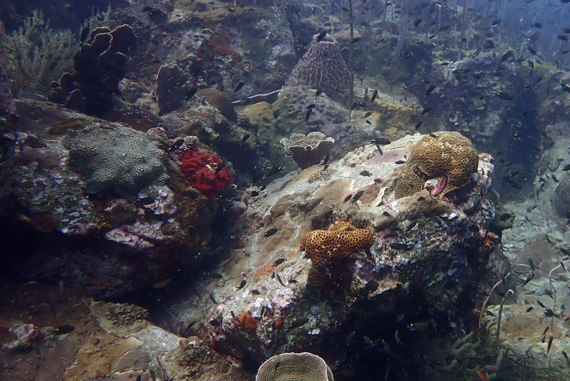 Ko Rang Pinnicle Dive Site, Таиланд