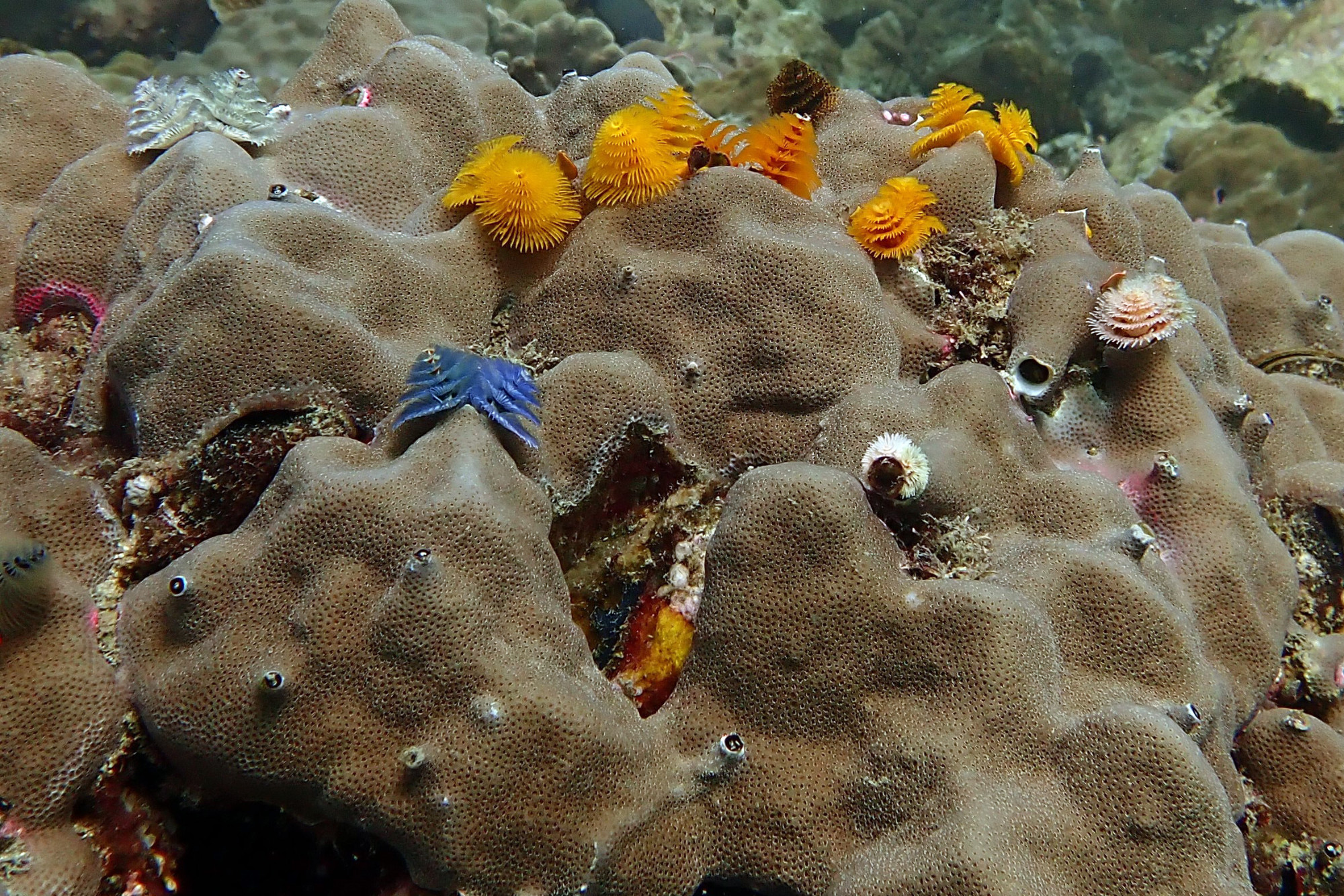 Ko Rang Pinnicle Dive Site, Thailand