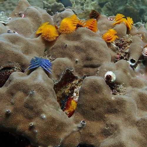 Ko Rang Pinnicle Dive Site, Thailand