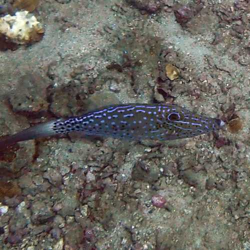 Ko Rang Pinnicle Dive Site, Thailand