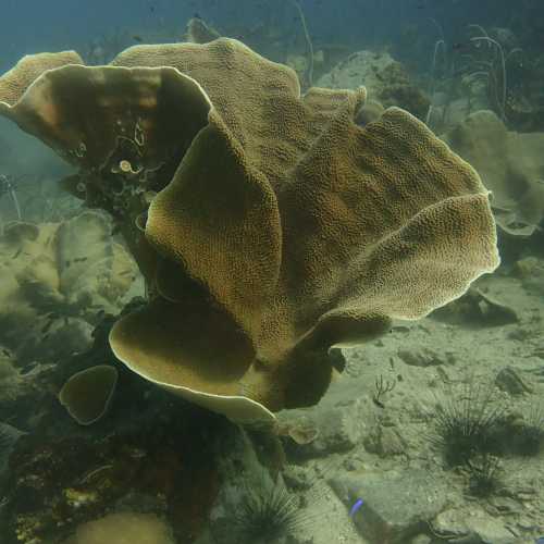 Three Finger Reef (Hin Kuak Ma), Таиланд