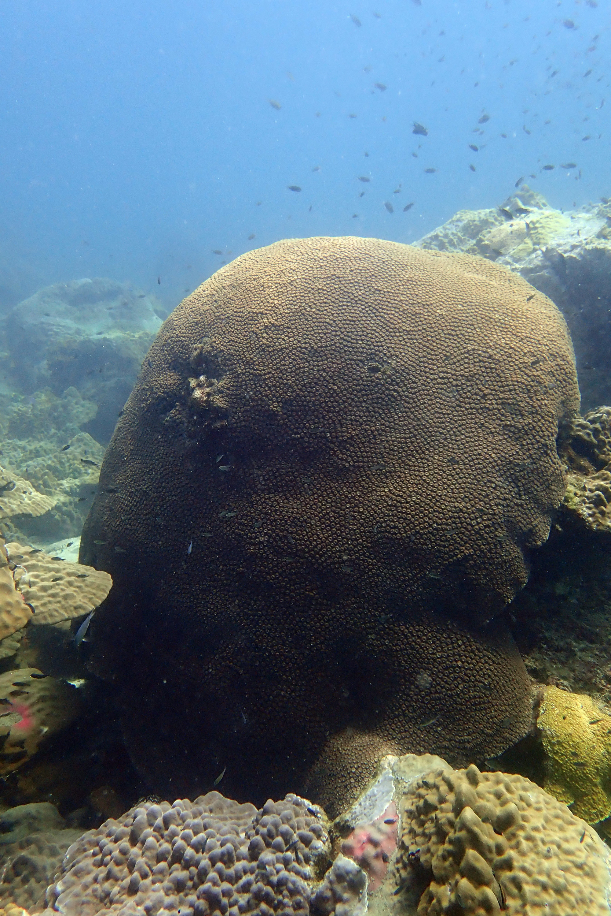 Ko Rang Pinnicle Dive Site, Таиланд