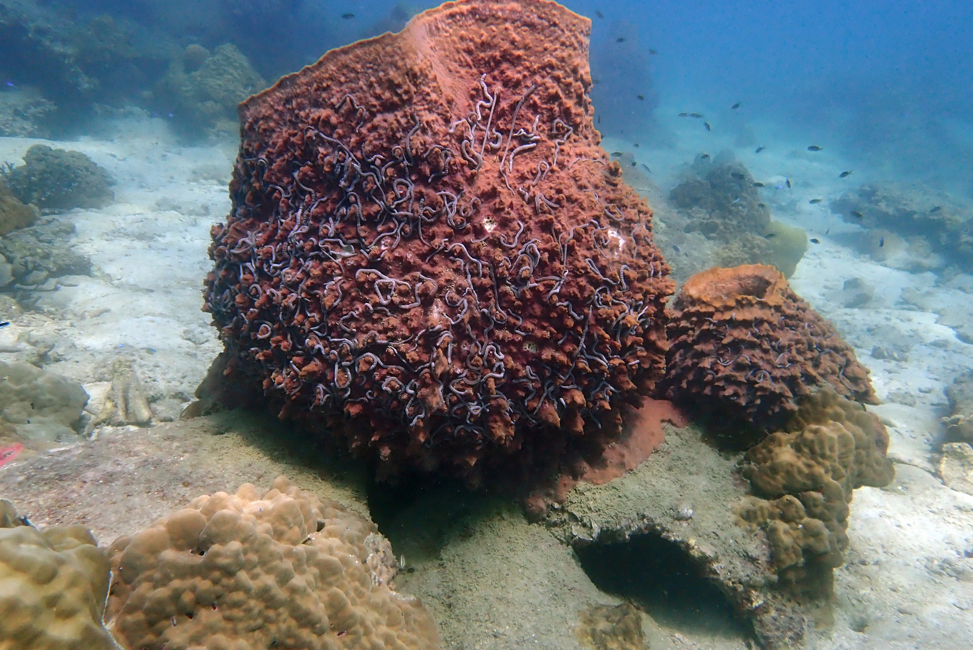 Ko Rang Pinnicle Dive Site, Таиланд