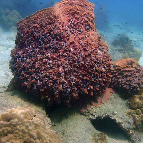 Ko Rang Pinnicle Dive Site, Thailand