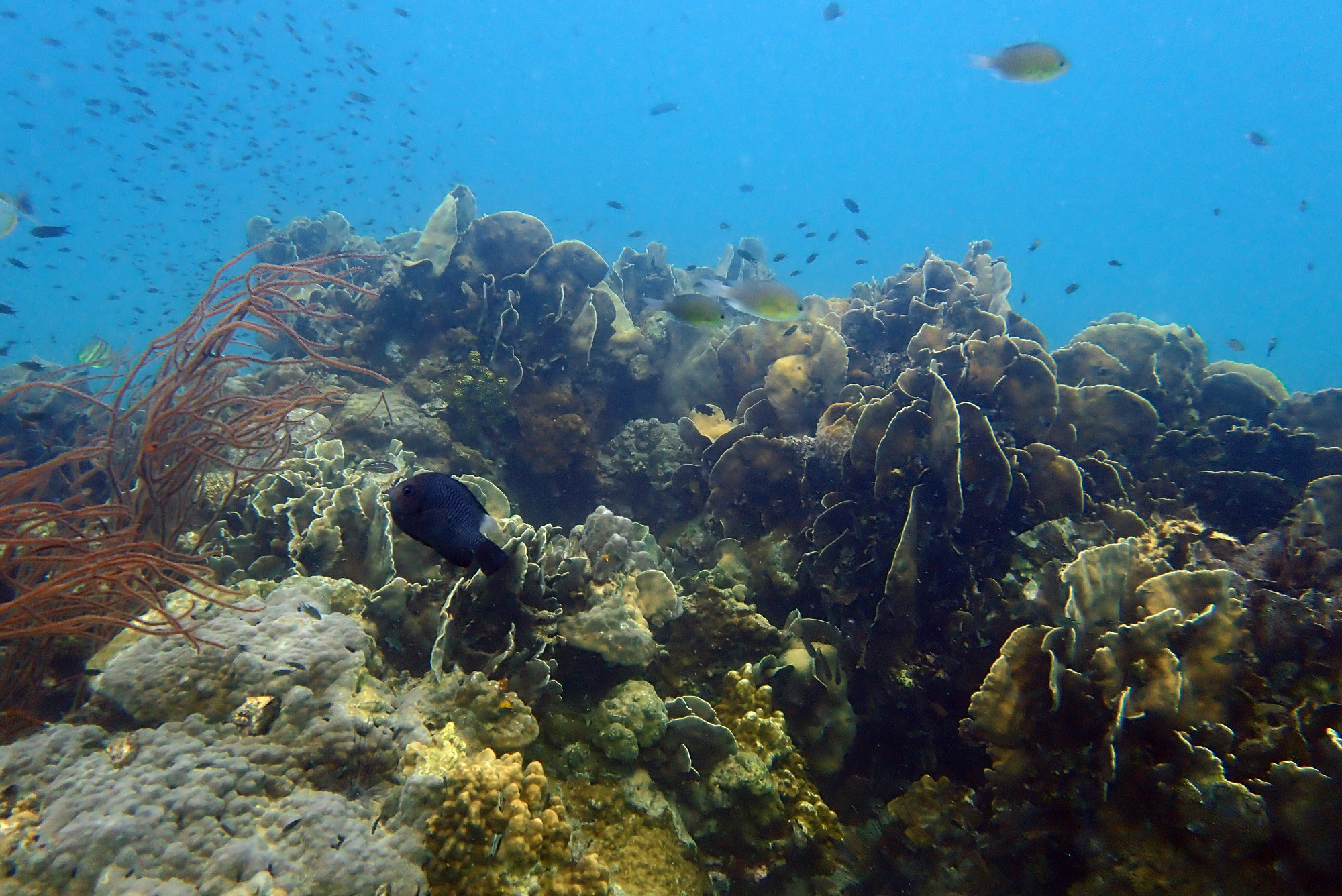 Damselfish