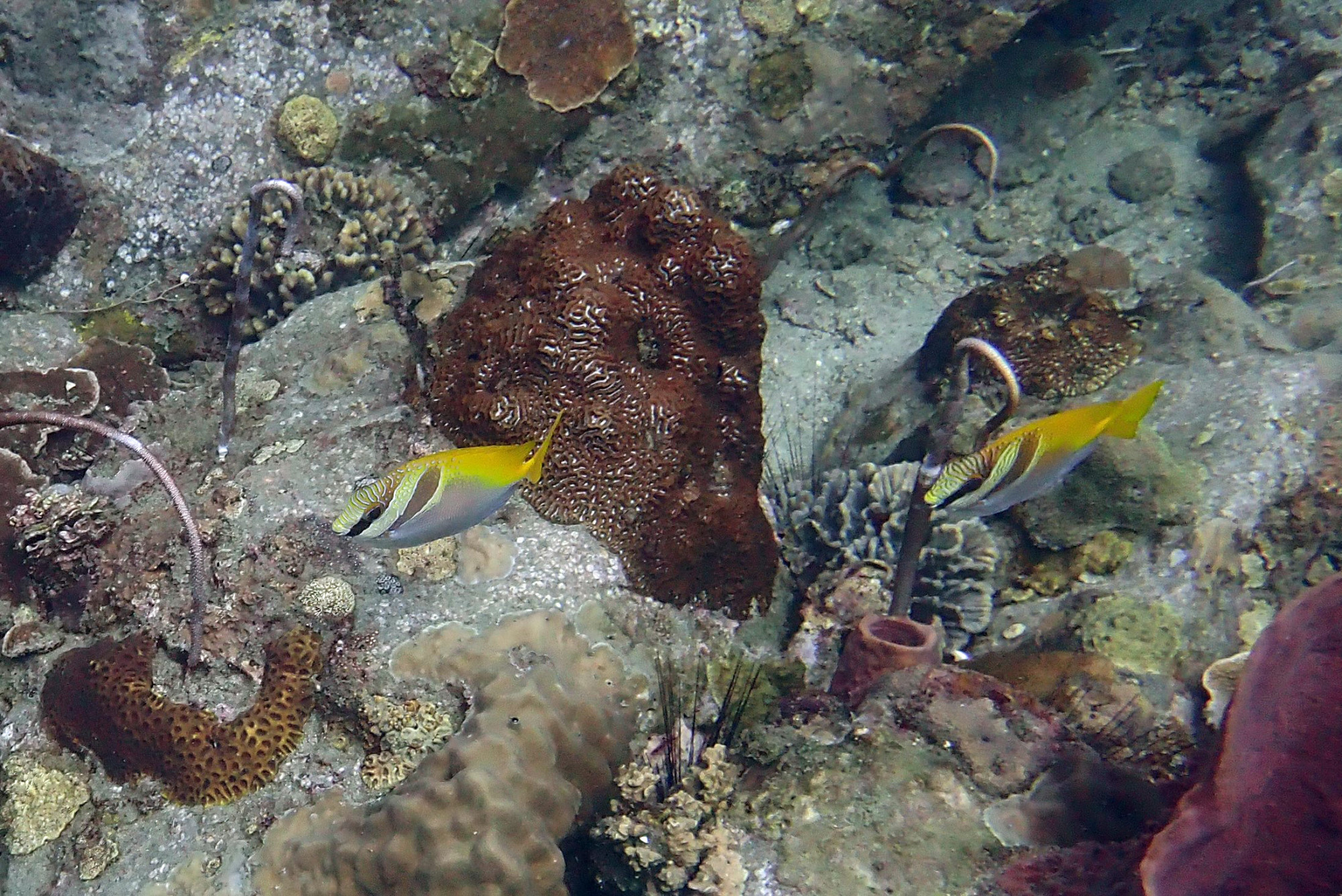 Ko Rang Pinnicle Dive Site, Таиланд