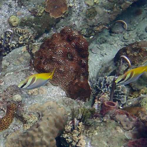 Ko Rang Pinnicle Dive Site, Таиланд