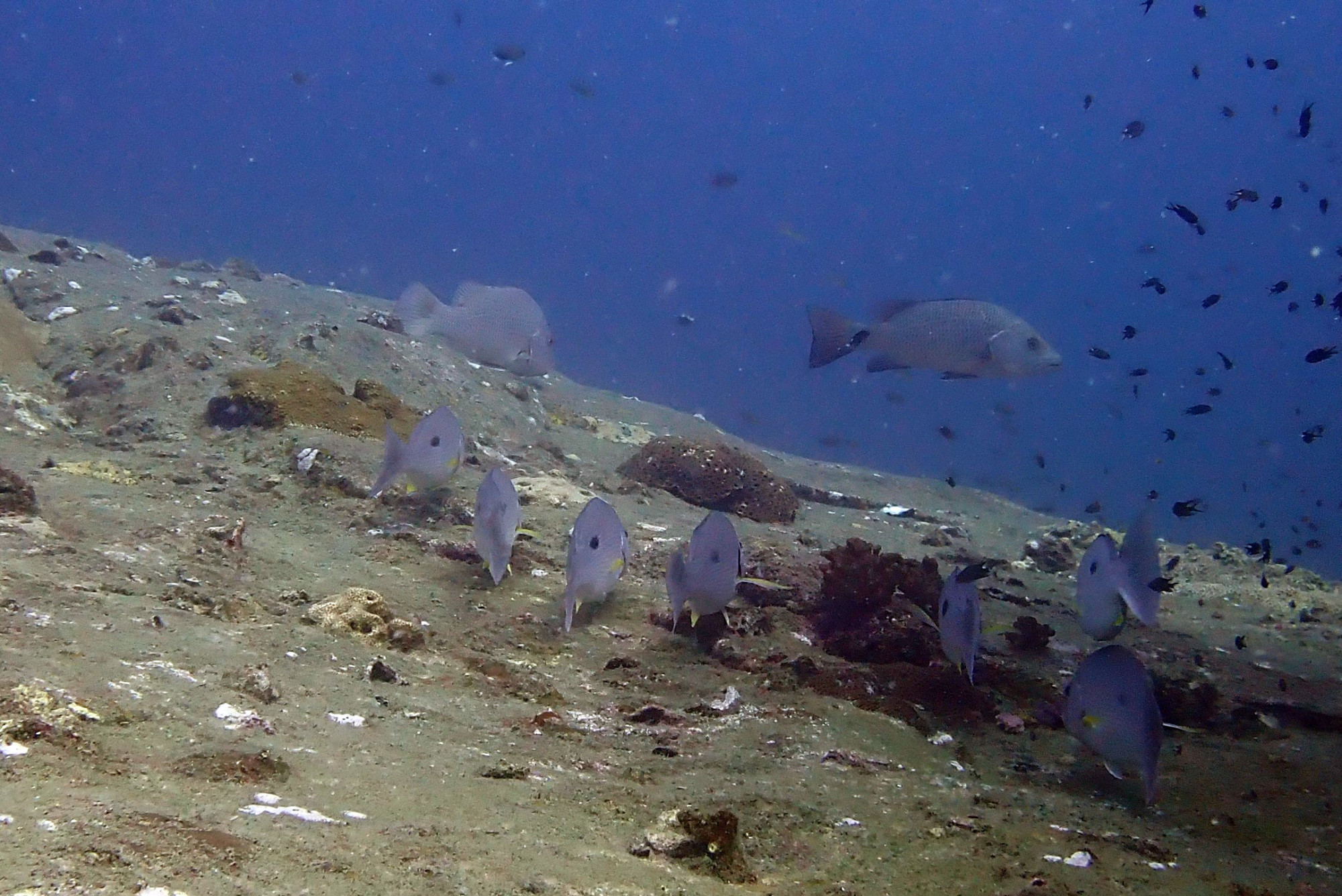 Ko Rang Pinnicle Dive Site, Thailand