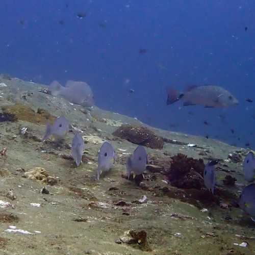 Ko Rang Pinnicle Dive Site, Thailand