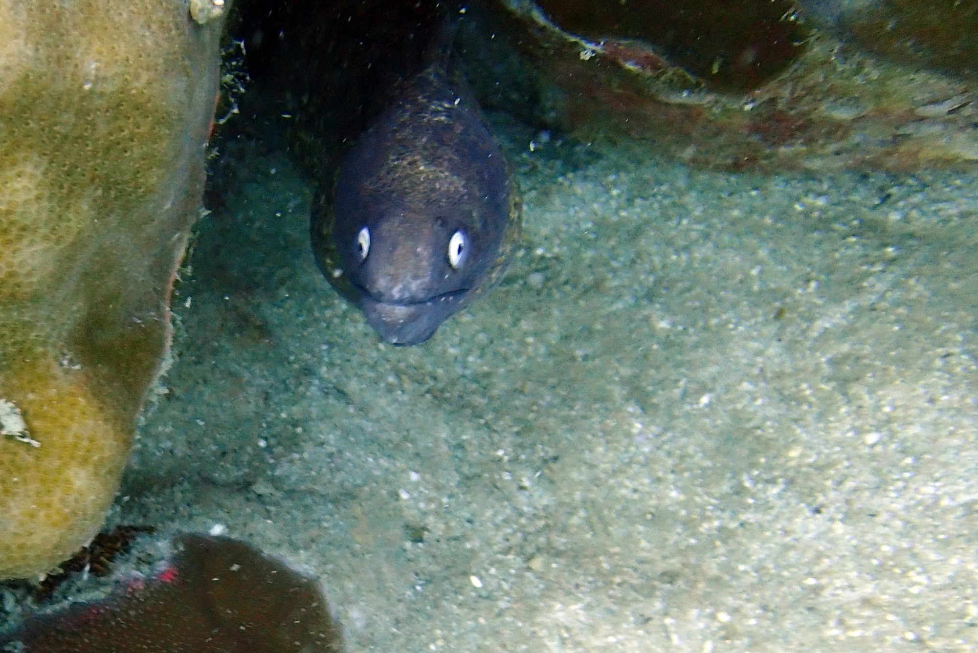 Ko Rang Pinnicle Dive Site, Таиланд