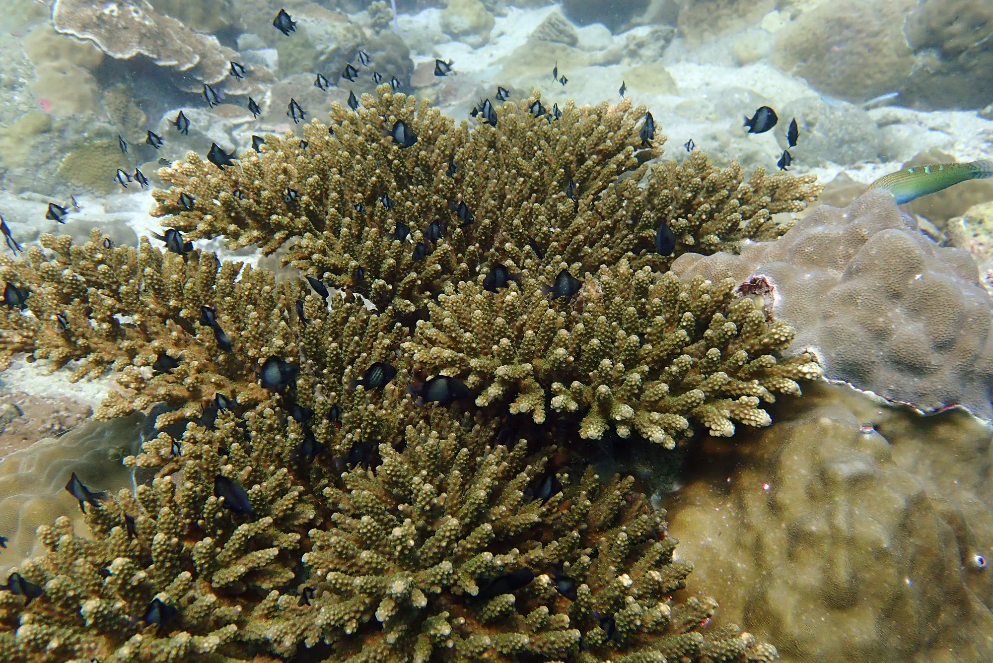 Ko Rang Pinnicle Dive Site, Thailand