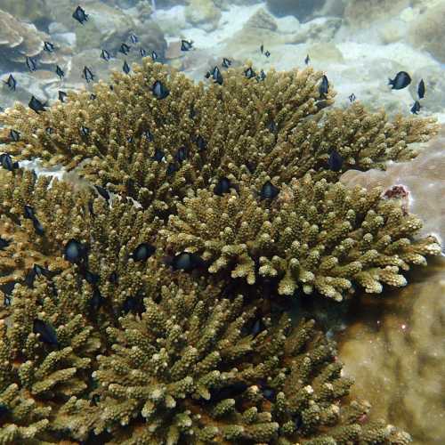 Ko Rang Pinnicle Dive Site, Таиланд