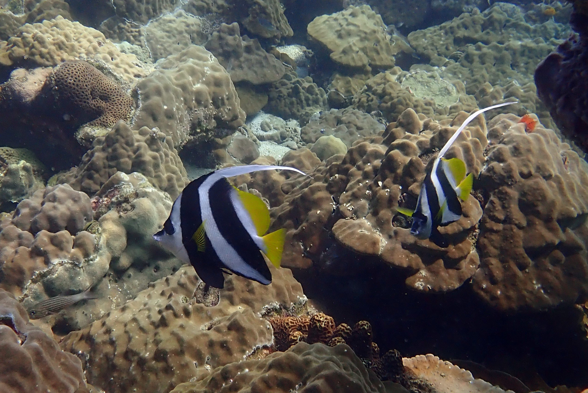 Ko Rang Pinnicle Dive Site, Thailand