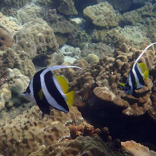 Ko Rang Pinnicle Dive Site, Thailand