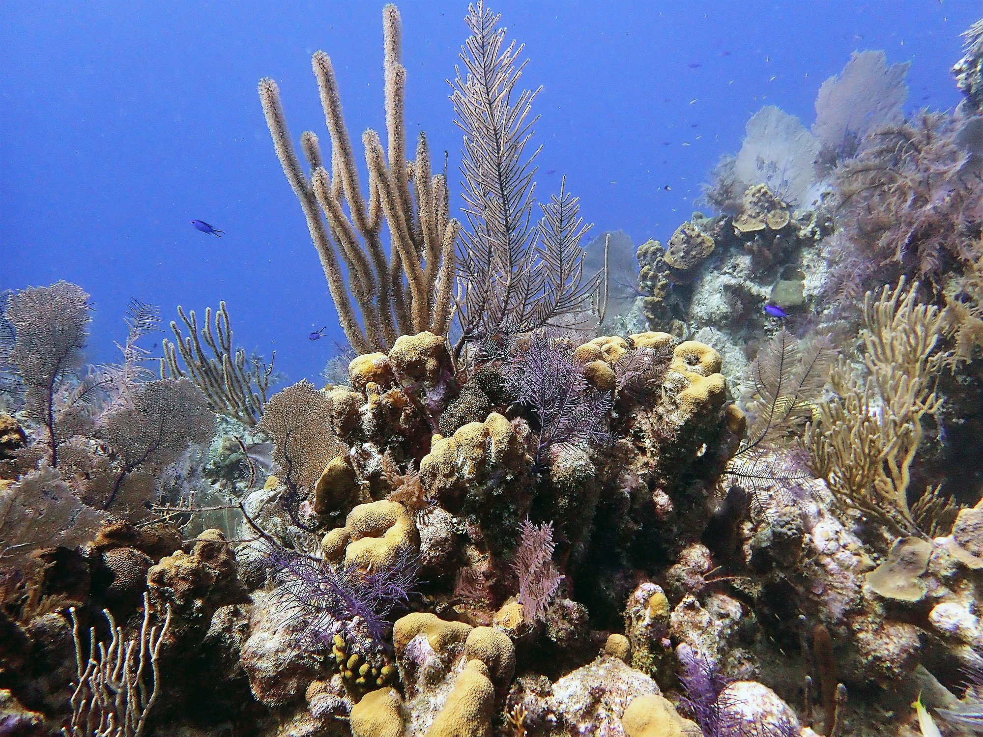 Grand Turk, Теркс и Кайкос