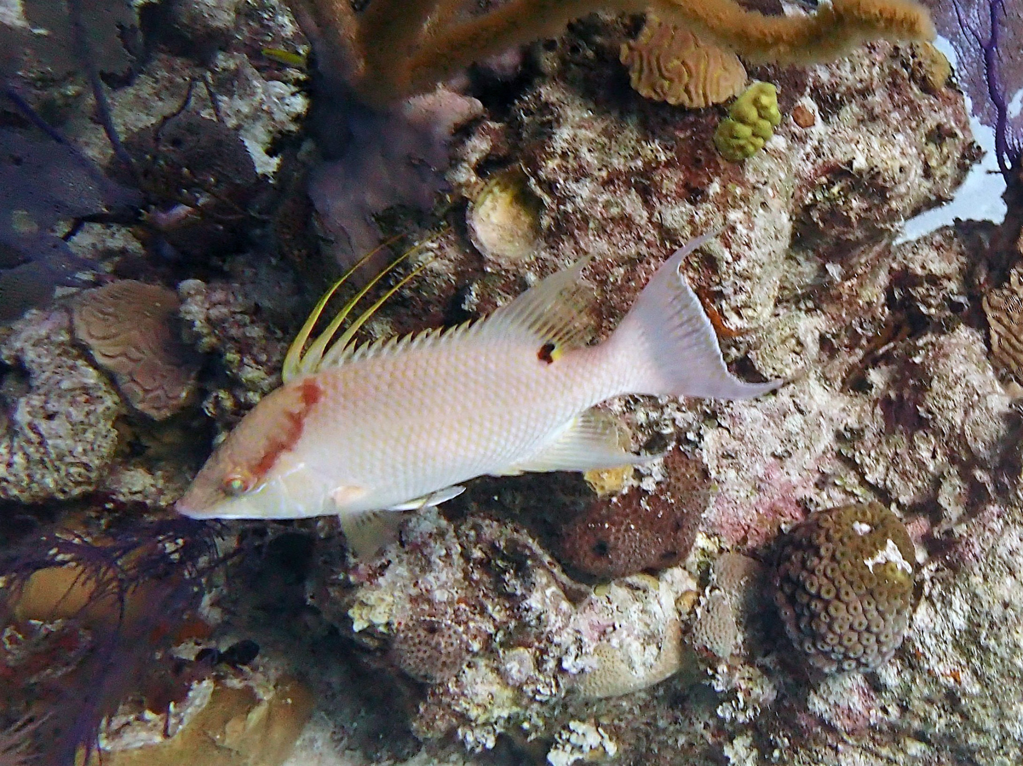 Grand Turk, Теркс и Кайкос