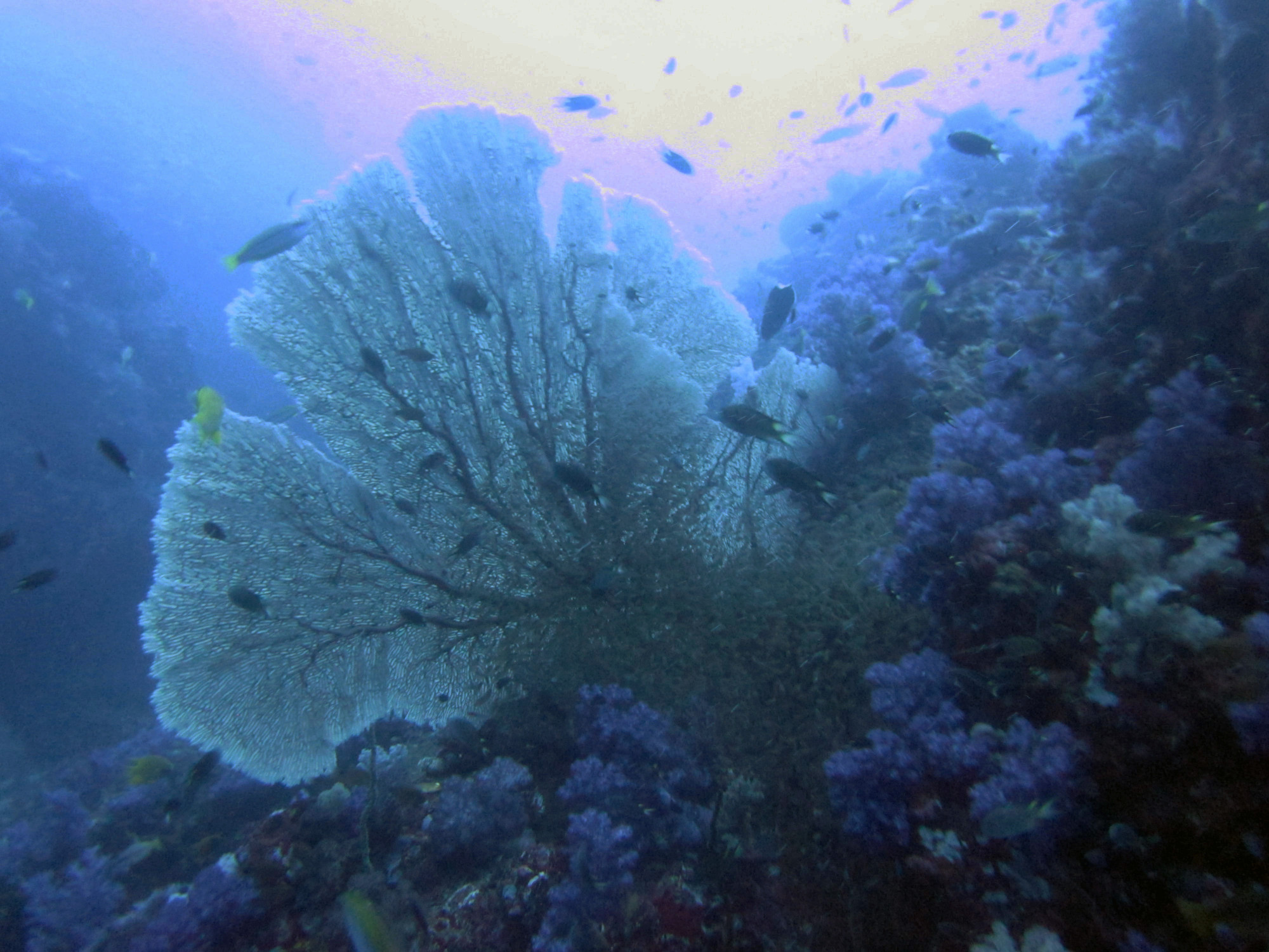 Richelieu Rock Surin, Thailand