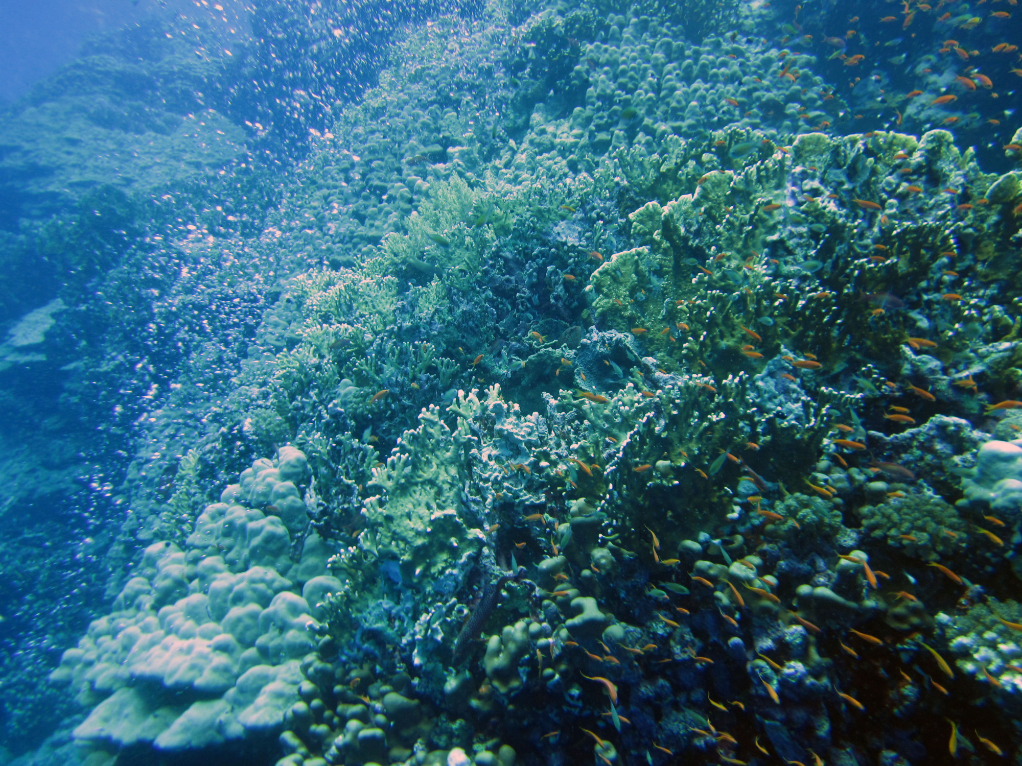 FURY SHOAL-Small Gota Dive site, Египет