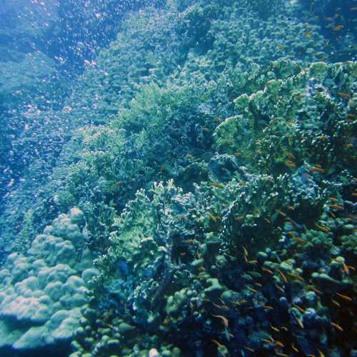 FURY SHOAL-Small Gota Dive site, Egypt