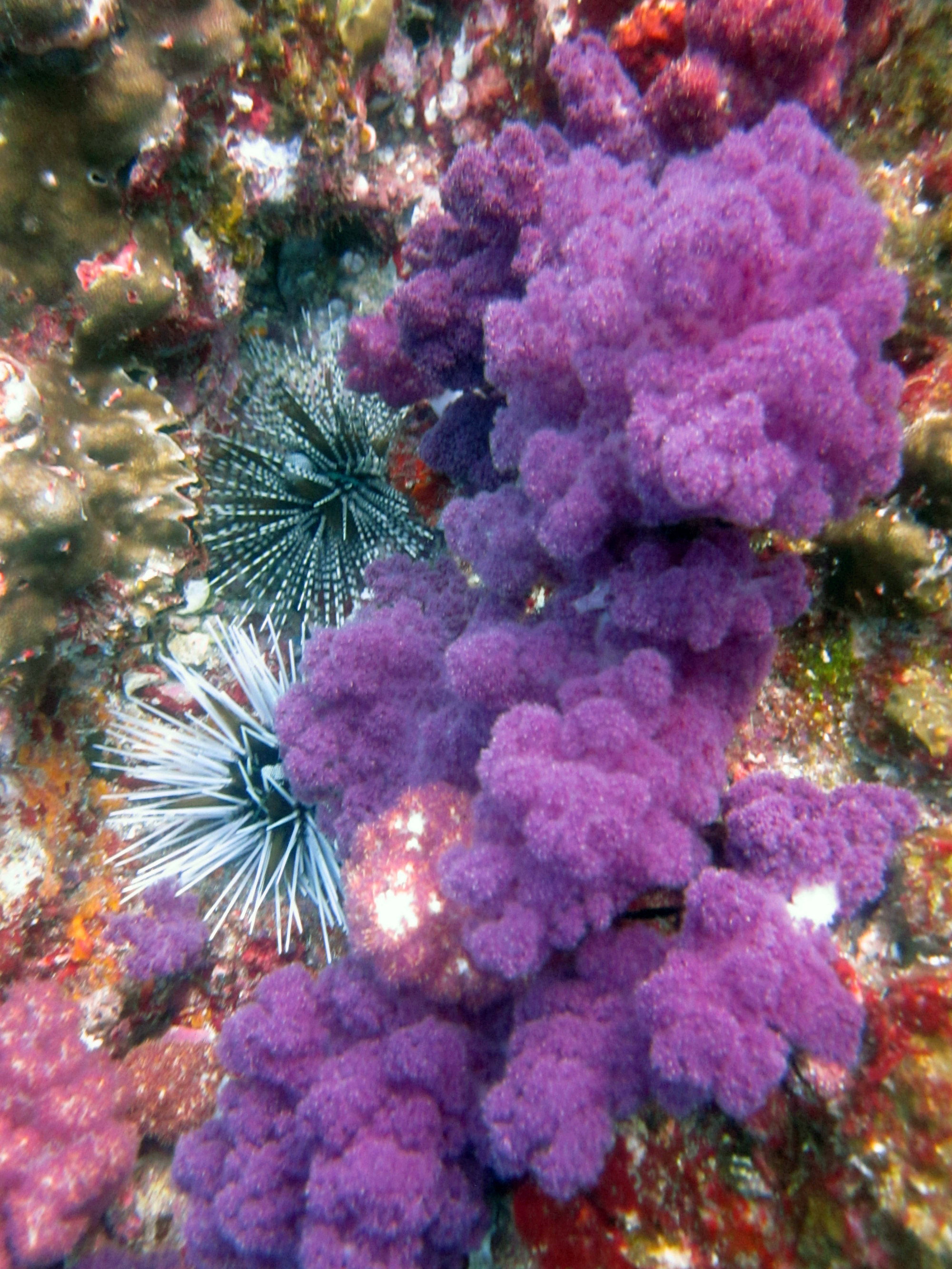 Richelieu Rock Surin, Thailand