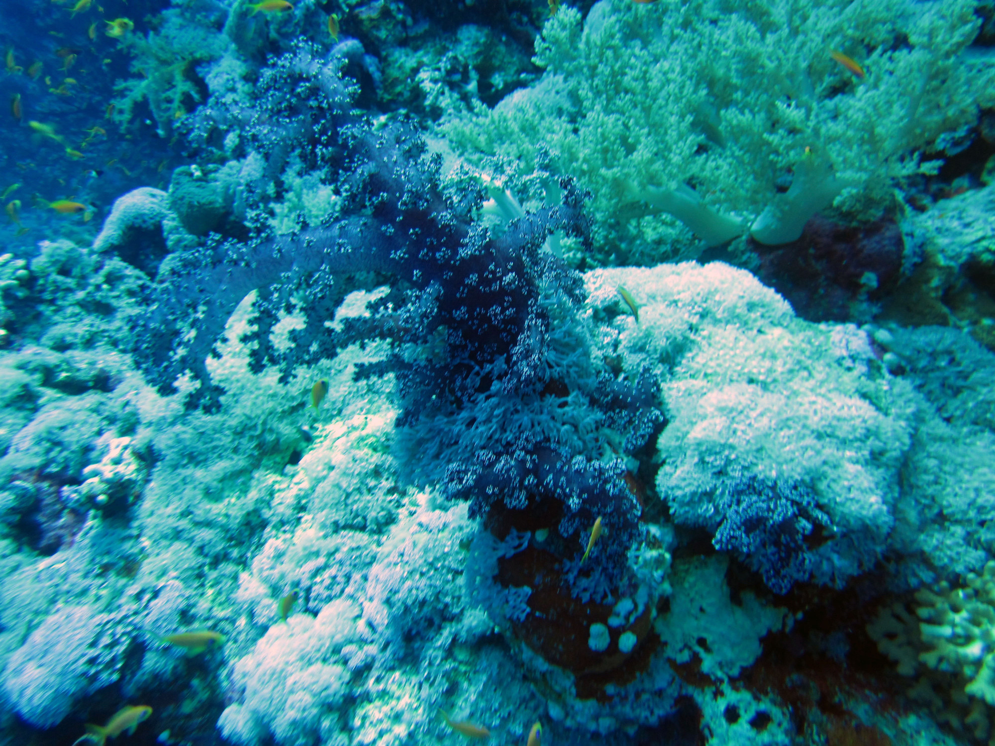 FURY SHOAL-Small Gota Dive site, Egypt