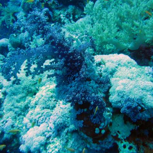 FURY SHOAL-Small Gota Dive site, Egypt