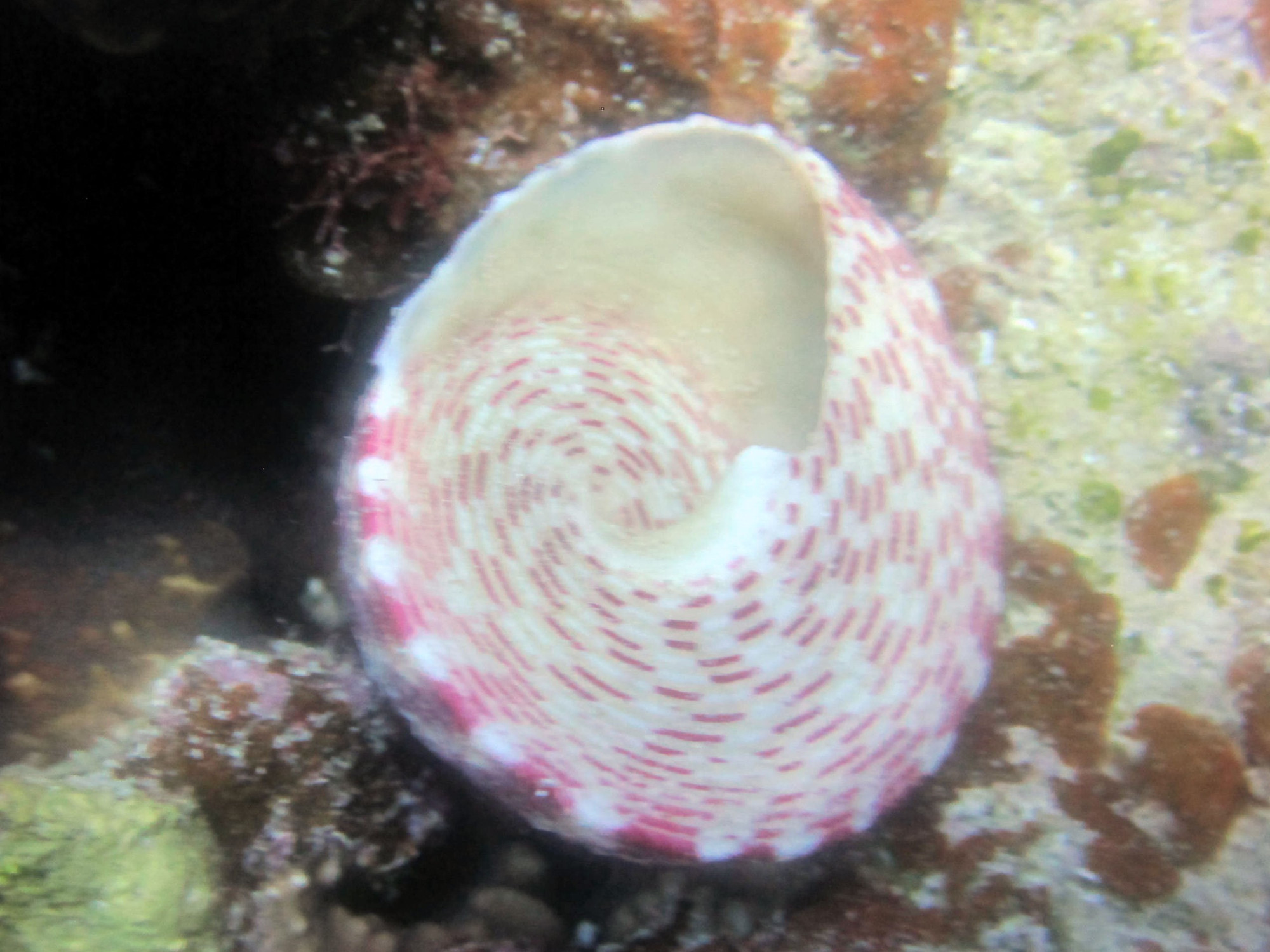 Small Abu Galawa, Egypt