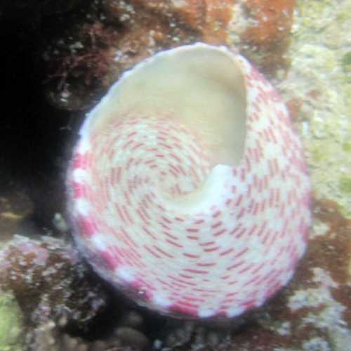 Small Abu Galawa, Egypt