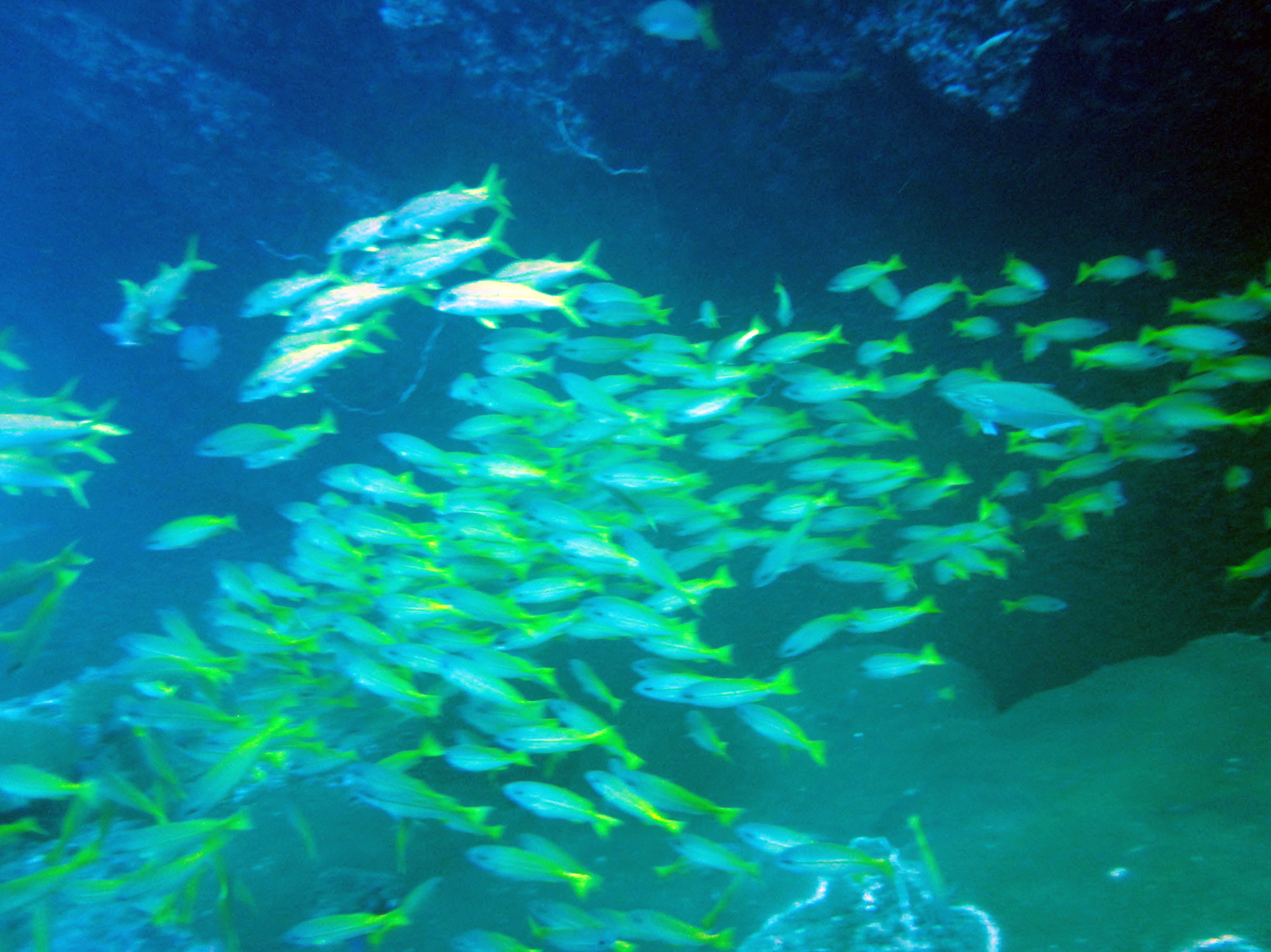 Koh Bon Similan Islands, Thailand