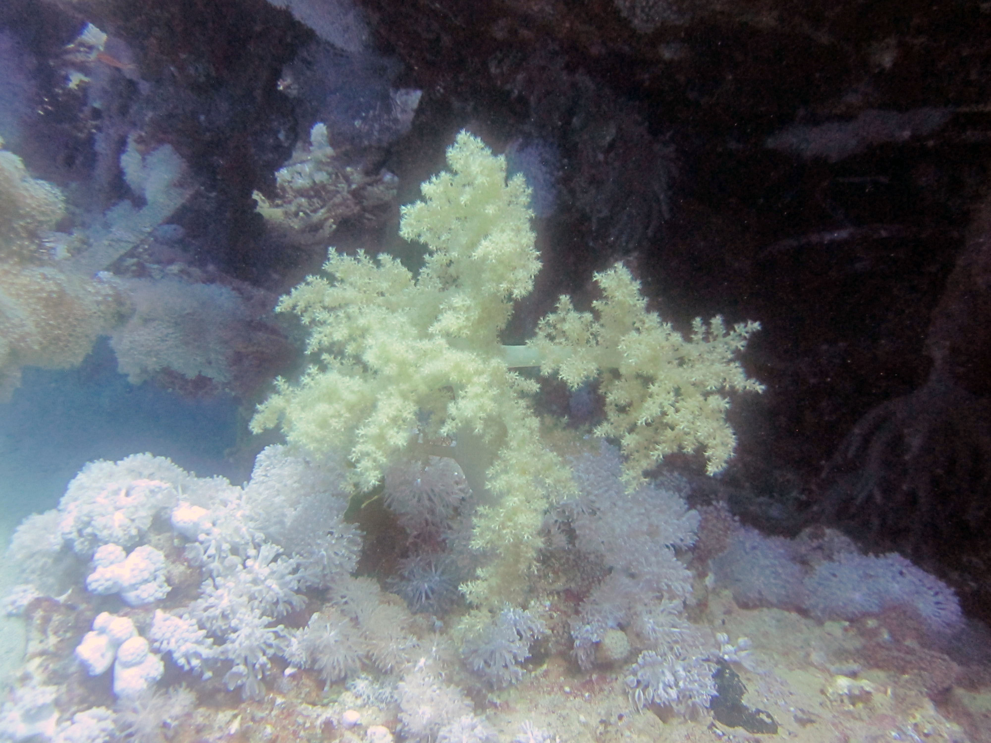 Small Abu Galawa, Egypt