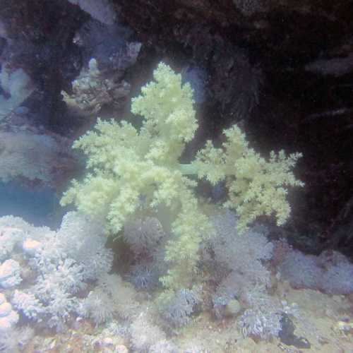 Small Abu Galawa, Egypt