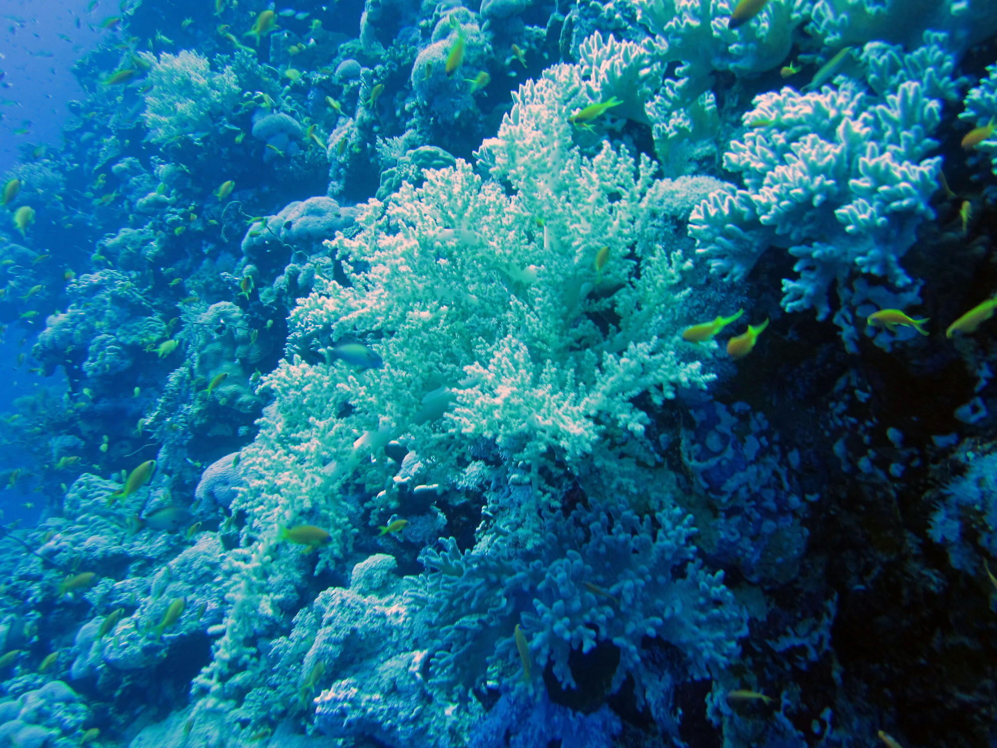 FURY SHOAL-Small Gota Dive site, Египет