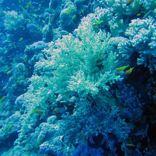 FURY SHOAL-Small Gota Dive site, Egypt