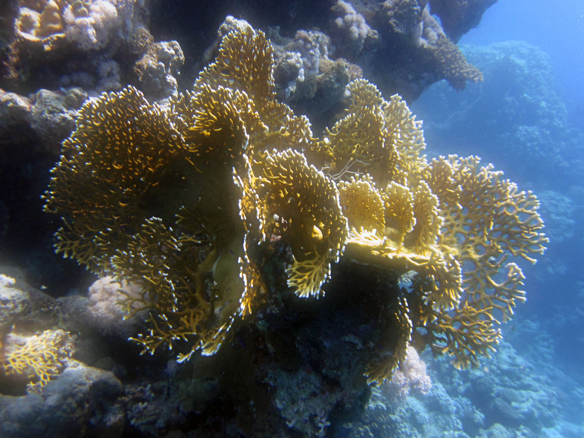 Small Abu Galawa, Egypt