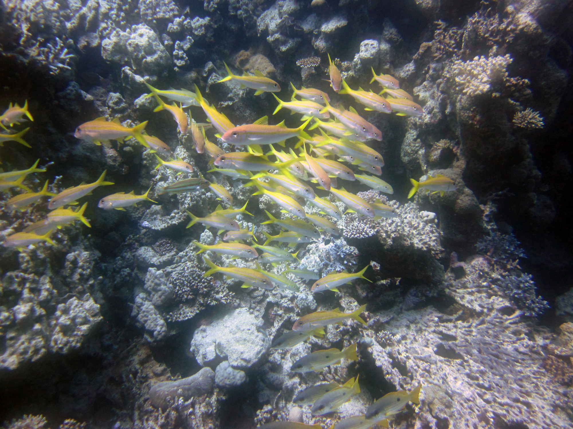 Small Abu Galawa, Egypt