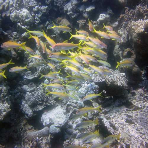 Small Abu Galawa, Egypt