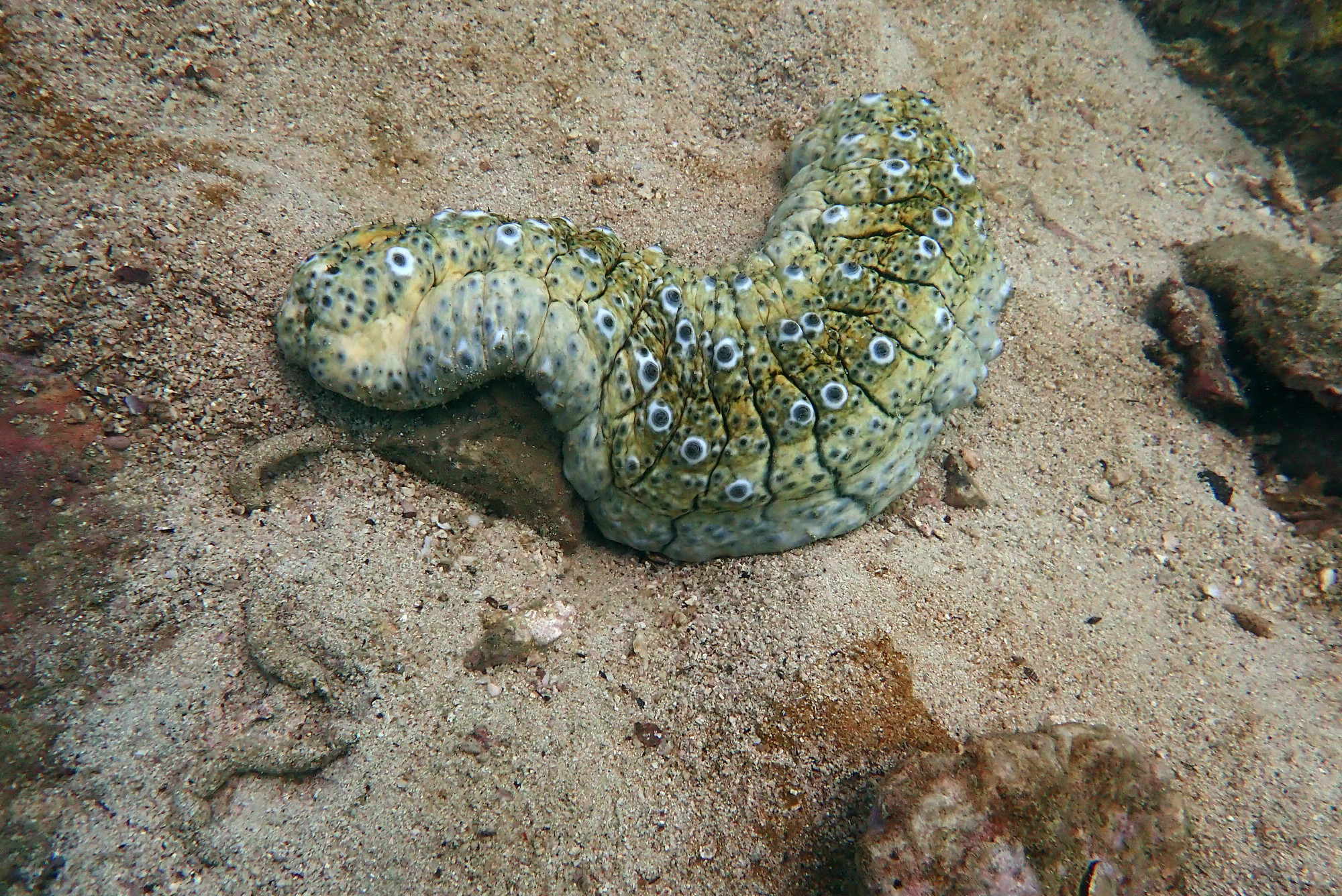 South Point Koh Larn, Thailand