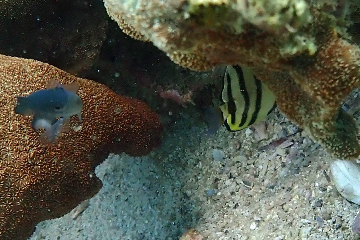 South Point Koh Larn, Thailand