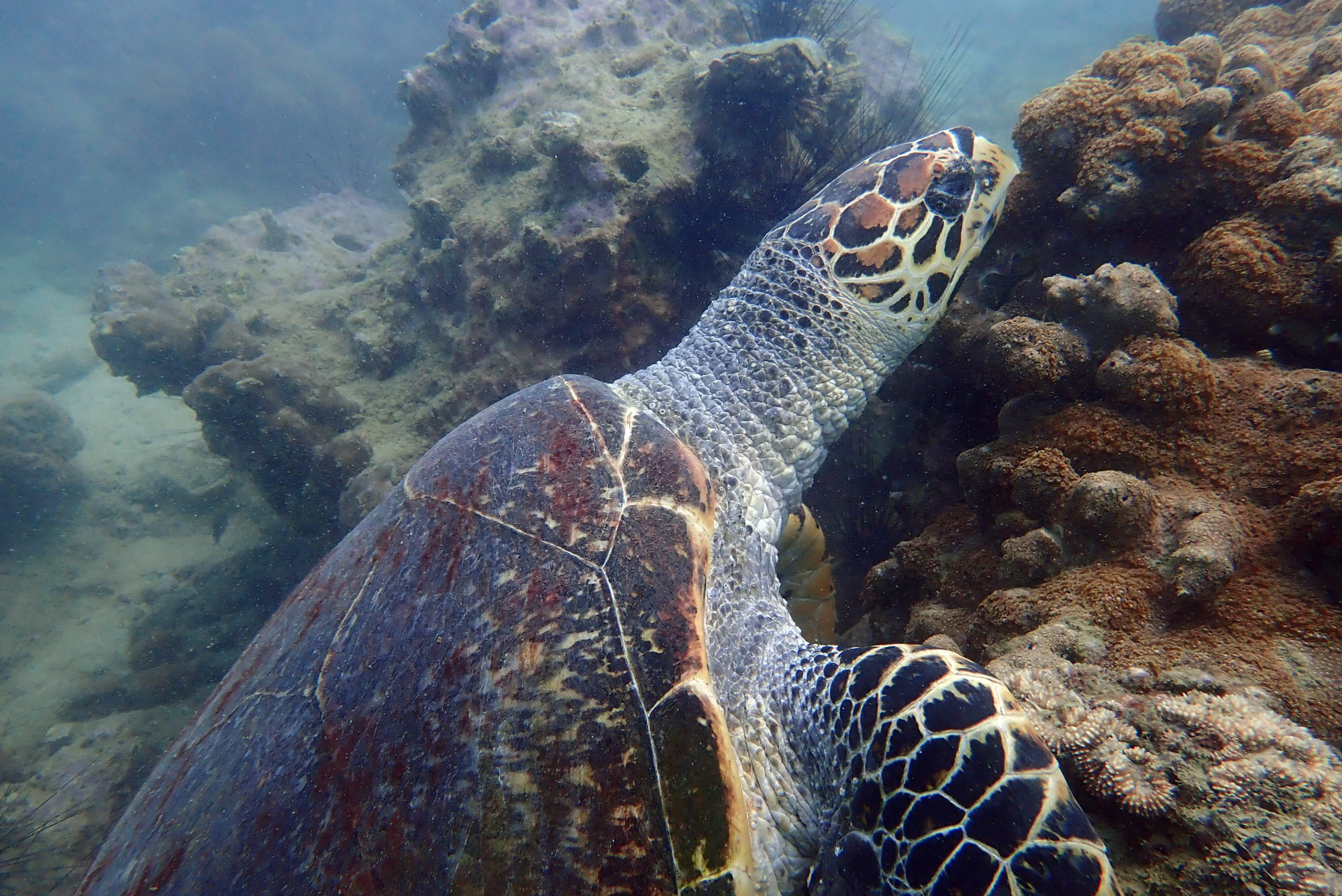 Koh Sak, Thailand