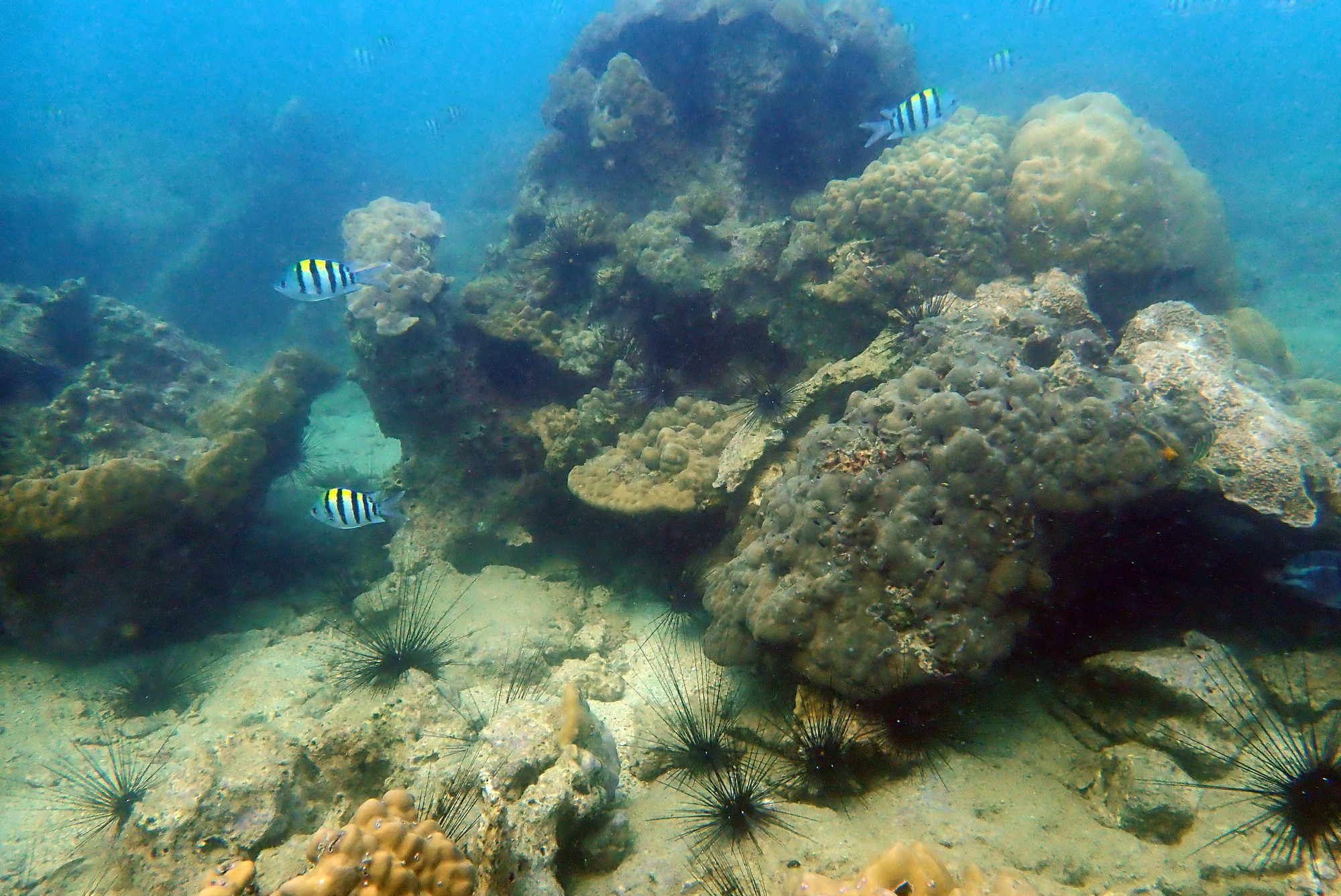 South Point Koh Larn, Thailand