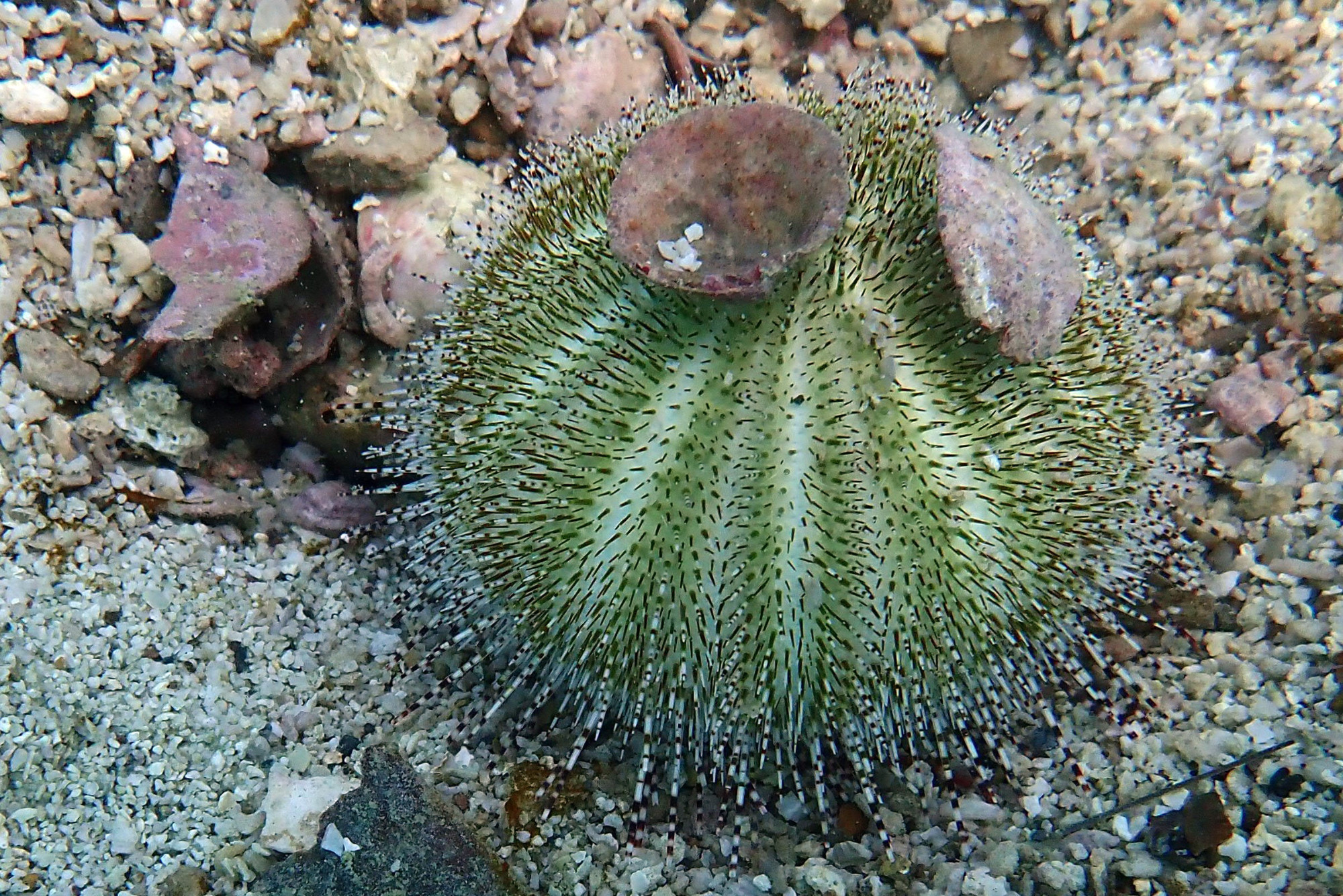 South Point Koh Larn, Thailand