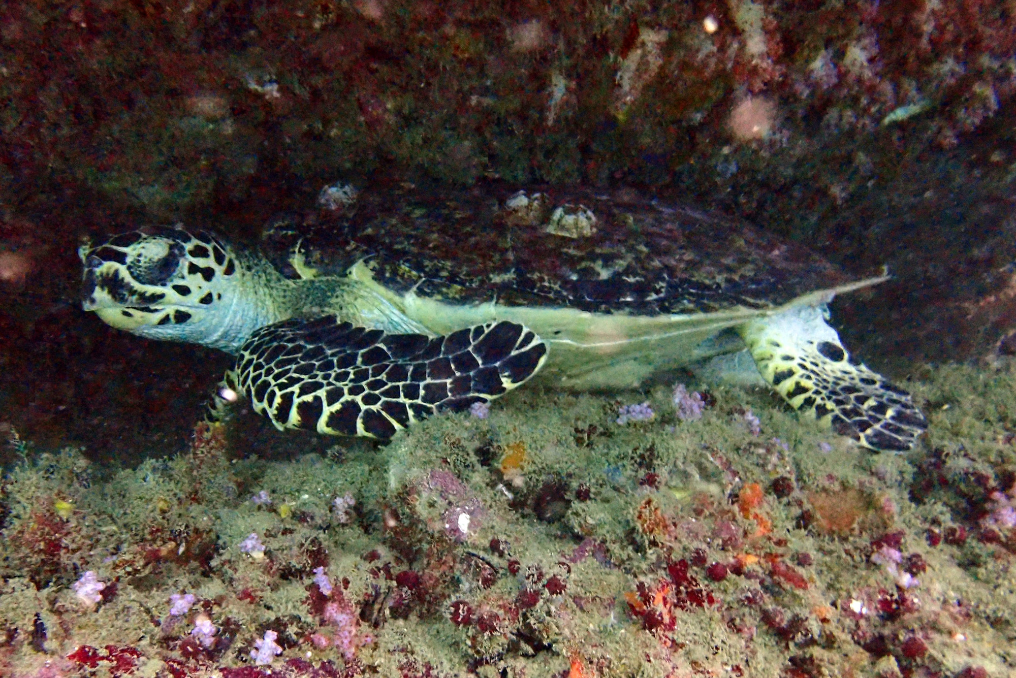 Turtle Rock, Thailand