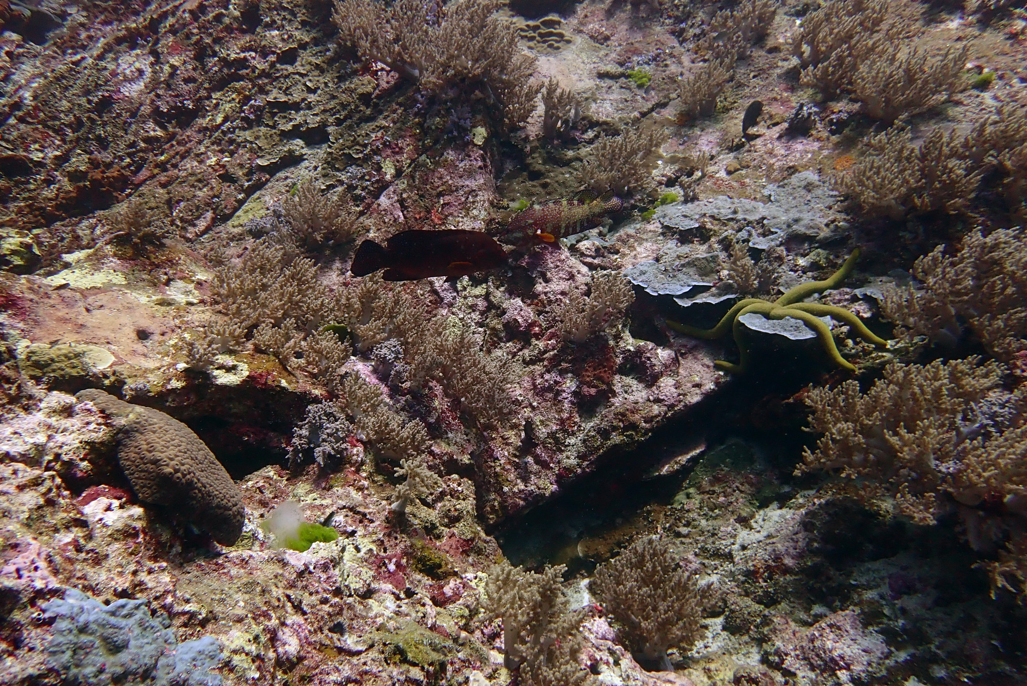 Koh Bon Similan Islands, Thailand